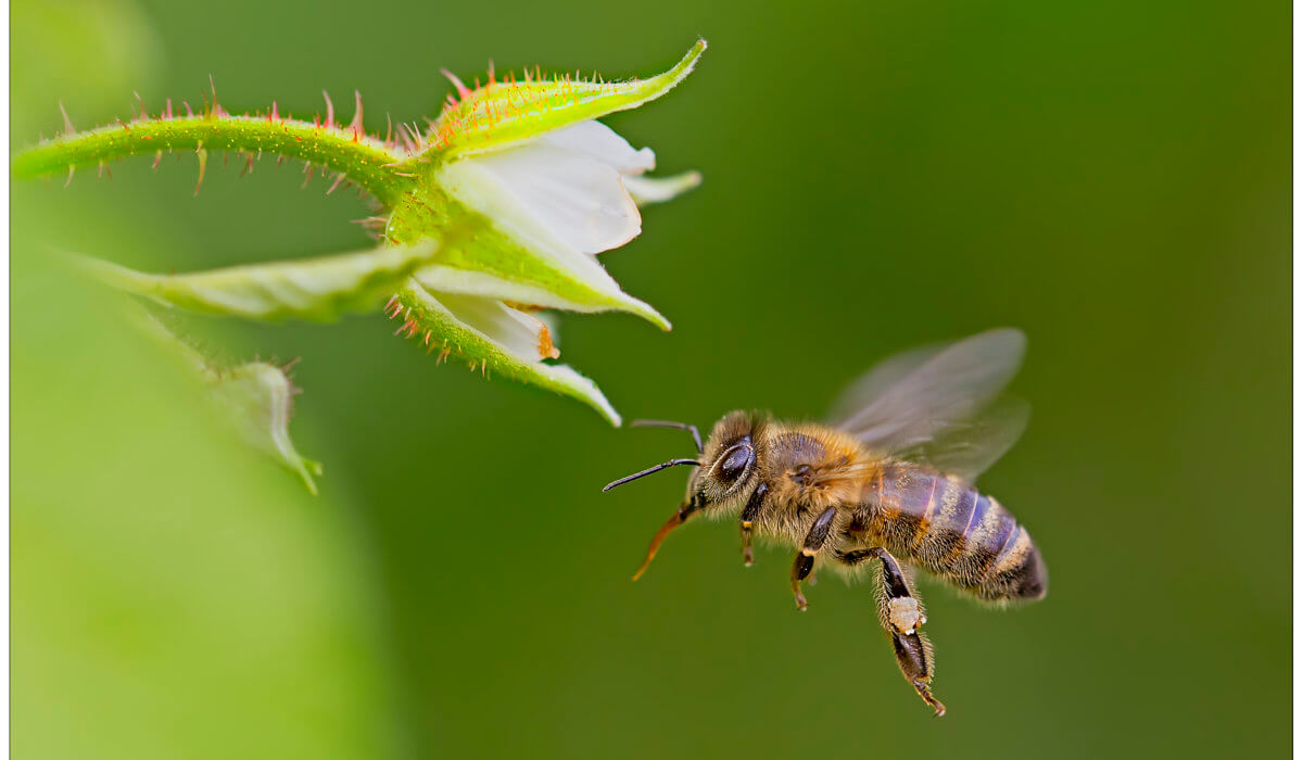 World Bee Day – La Slovenia e Bled culla delle api