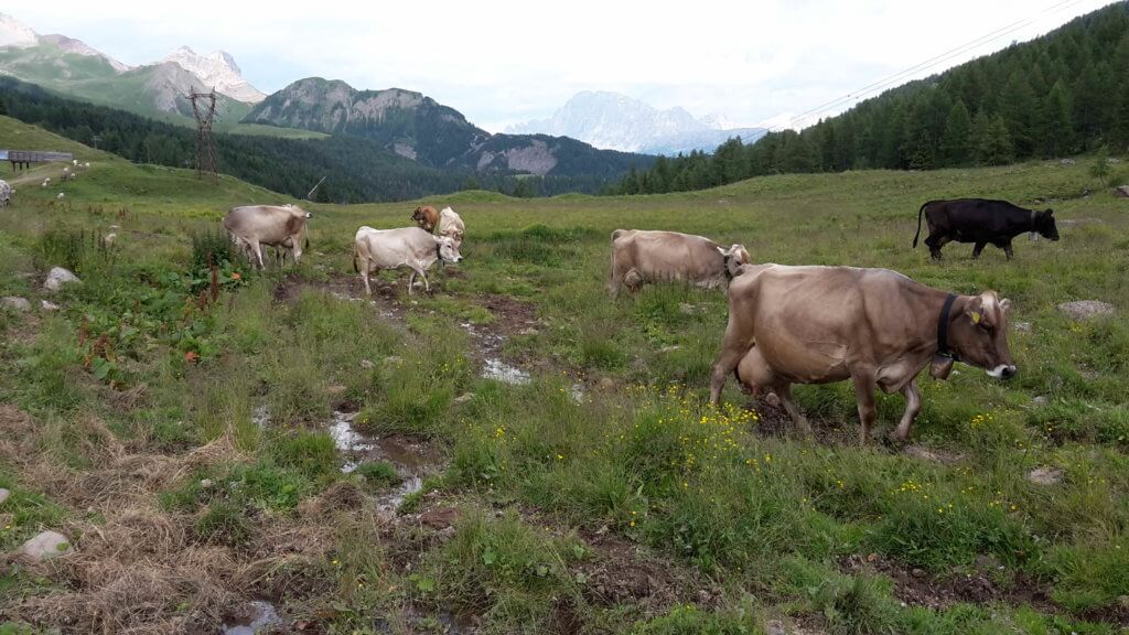 Mucche che ritornano in Malga, a Passo San Pellegrino (Moena)